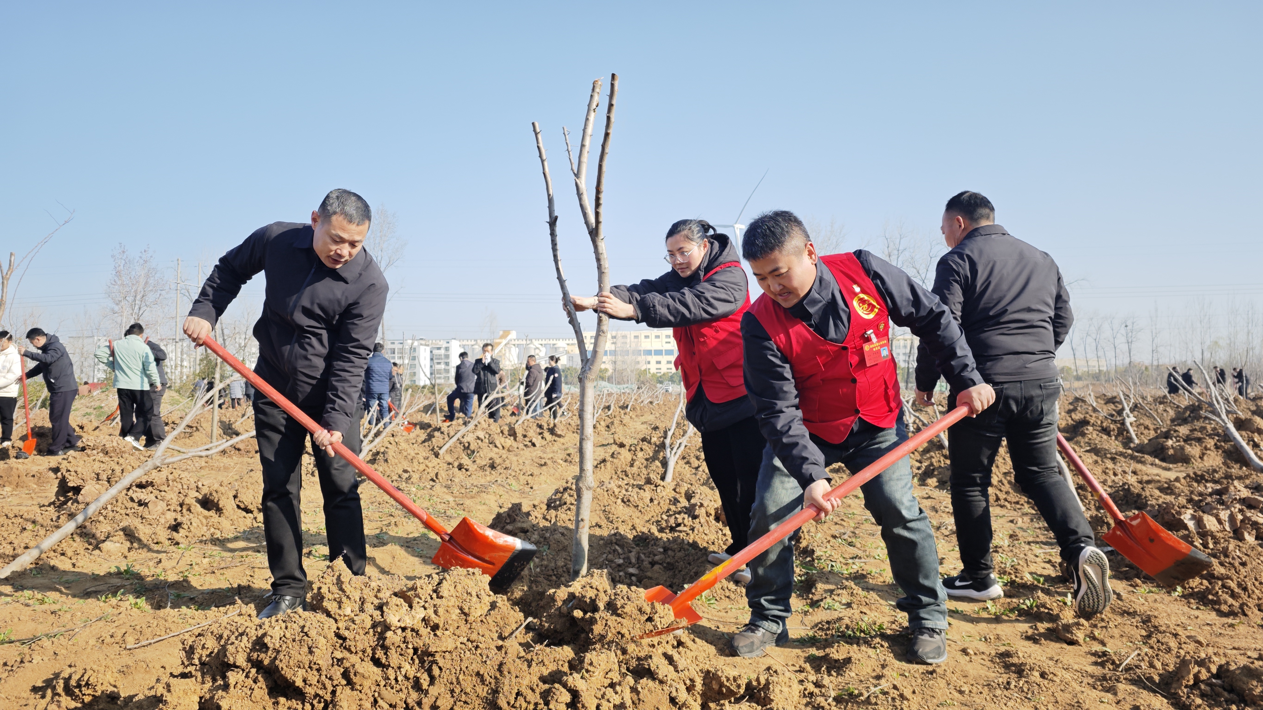 3给树苗填土.jpg